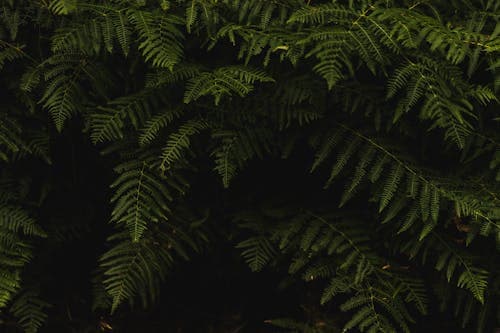 offer_img